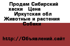 Продам Сибирский хаски › Цена ­ 9 000 - Иркутская обл. Животные и растения » Собаки   